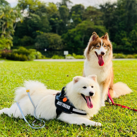 Things to watch out for when taking a walk in summer with your pet