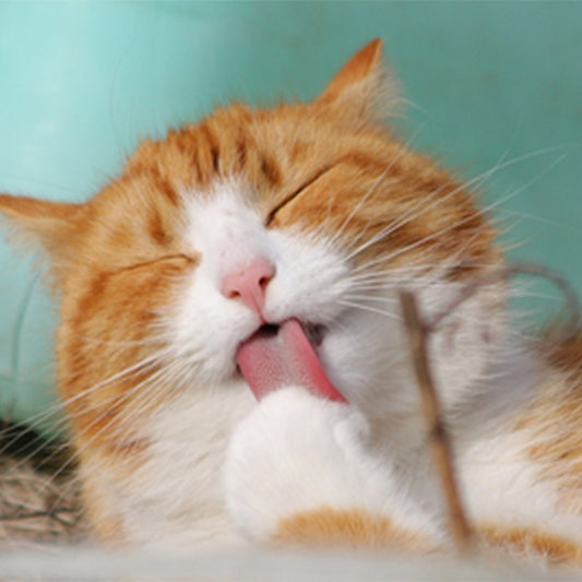 What is Feline Dermatophytosis, Ringworm?
