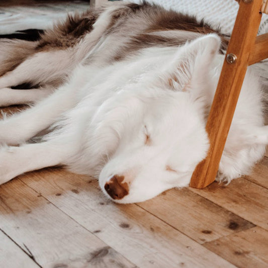 Meaning of Dog Sleeping Posture