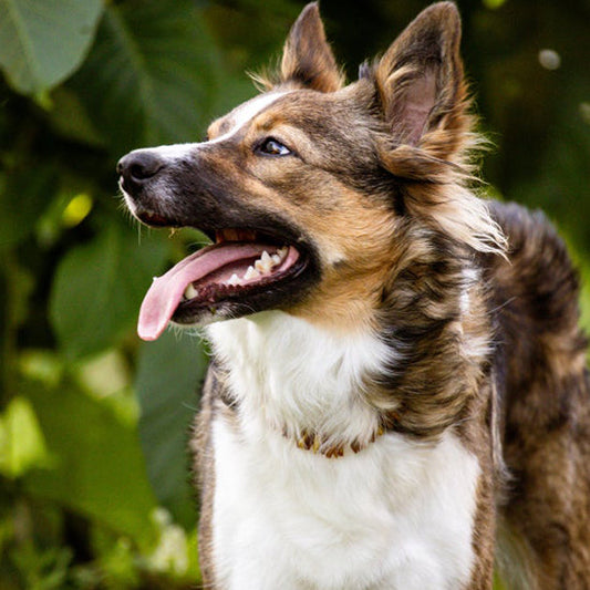 Causes and symptoms of dog bronchial stenosis, prevention methods and management methods (feat. goose sounds made by dogs)