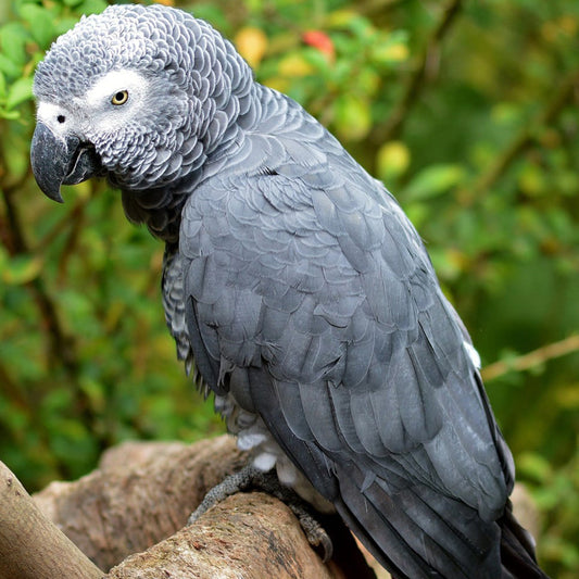 About the grey parrot