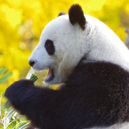The secret of the name "Panda"