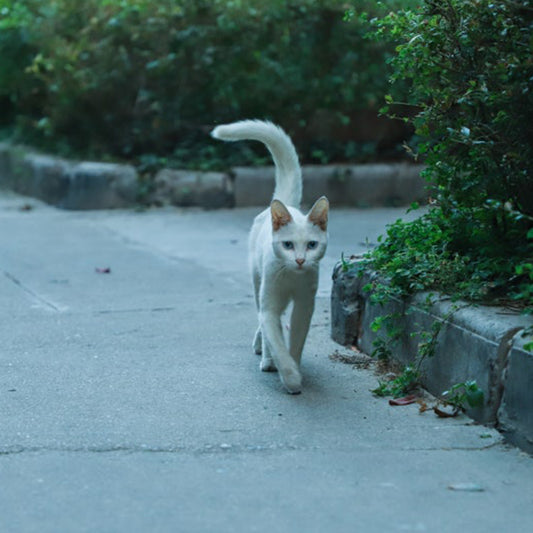A cat's tail language