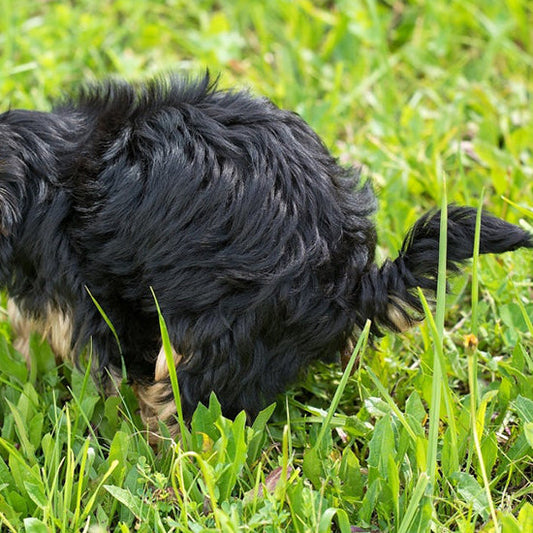 Health conditions based on puppy poop