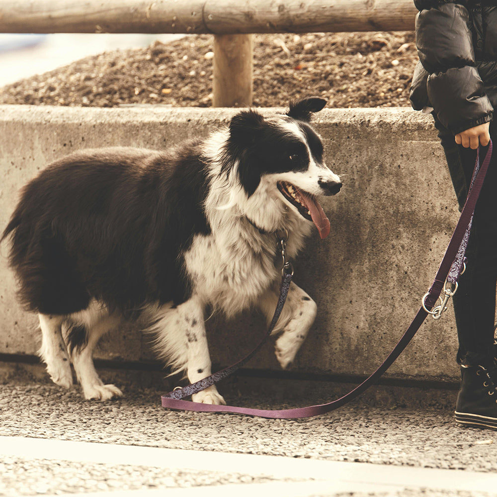 Essential items to bring when engaging in outdoor activities with your canine companion!