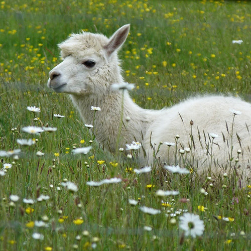 About Alpacas