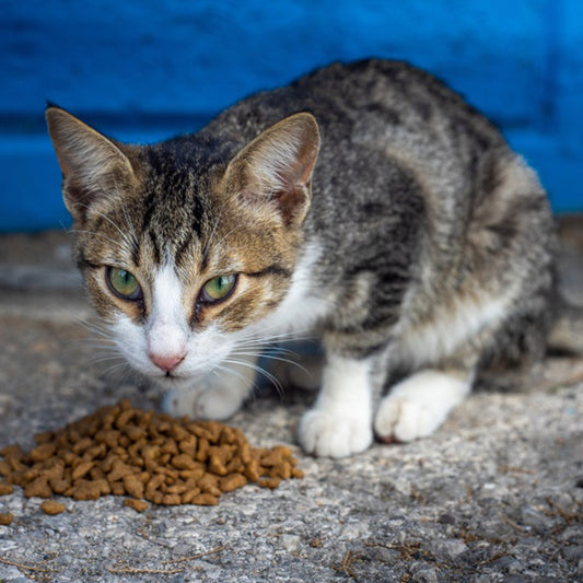 A symptom of a cat being sick