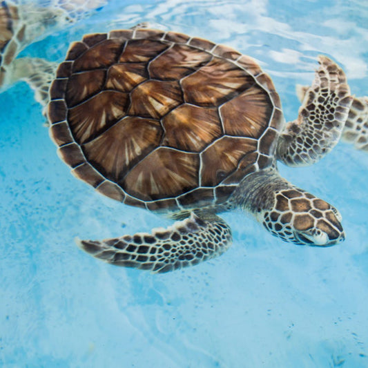 How to raise a turtle and what to watch out for.