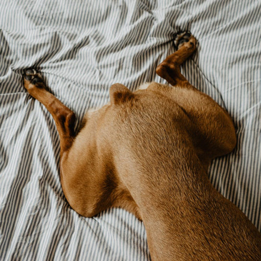 Causes, Symptoms, and Prevention of Dog Patella Dissection