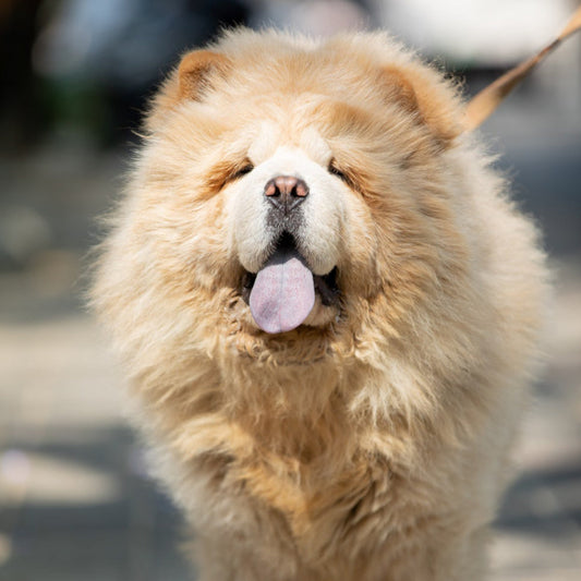 The breed of dogs representing each country