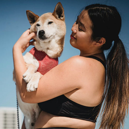 What are some behaviors that dogs don't like?