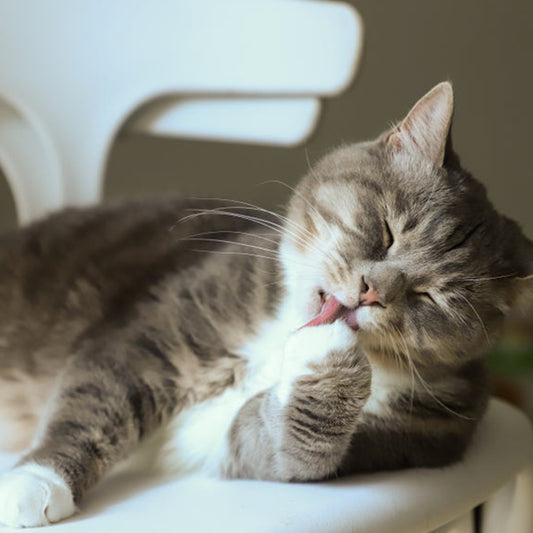 Causes and symptoms of stress in cats, and how to relieve them