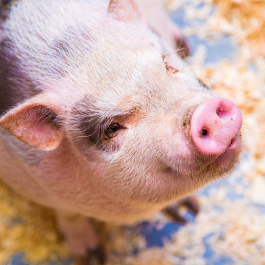 Characteristics of mini pigs, how to raise them, and precautions