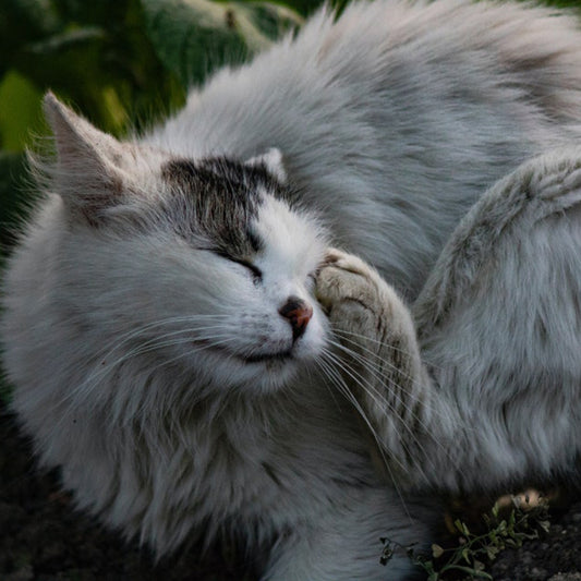 The condition of one's health based on cat vomiting