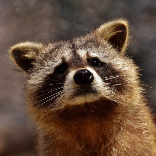 Characteristics of Raccoon, Food and How to Raise It