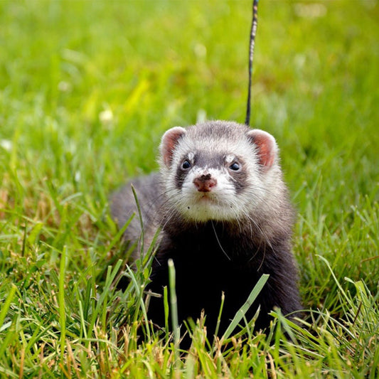 Features of ferrets, how to raise them, and precautions