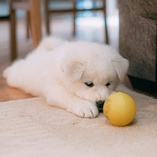 About dogs submissive urination