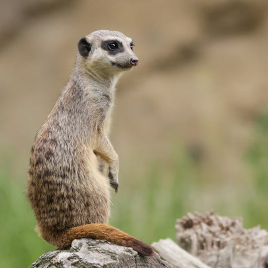 Characteristics of meerkats, how to raise them, and precautions