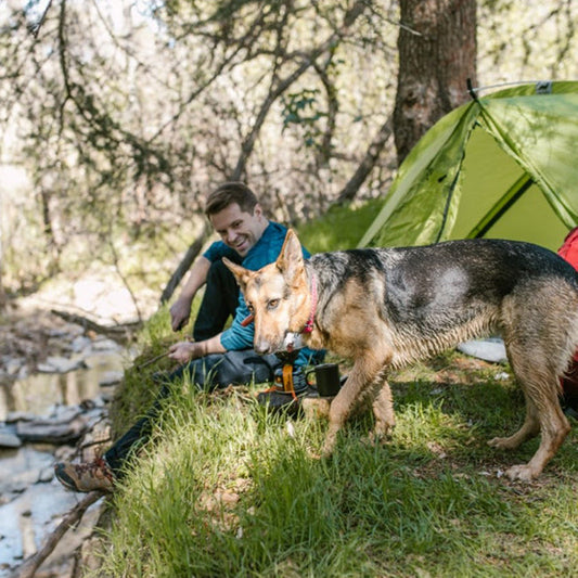 Preparing for Camping with Your Pet