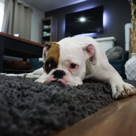 Why your dog is stressed, symptoms of stress, and how to relieve it
