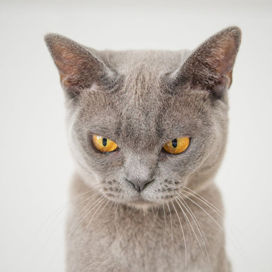 Why Cats Stand Up Their Fur