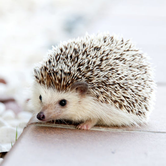About hedgehogs