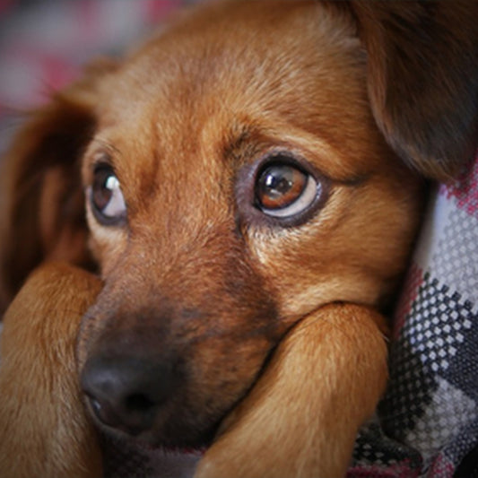 Why is your dog squinting?