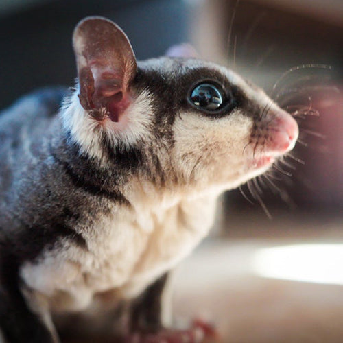 Characteristics of Sugar Glider and How to Raise It