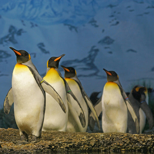 Let's learn about World Penguin Day, which falls on April 25th