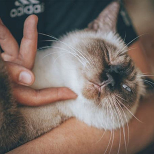 What are the Causes of Acne on a Cat's Chin?