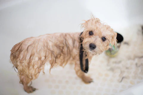 How to bathe a puppy and when to start bathing puppies