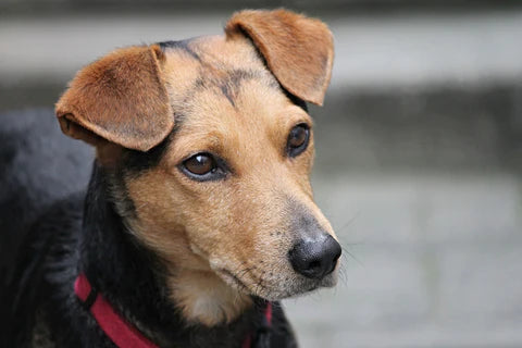 What sounds do dogs hate, and what frequencies do they hate?