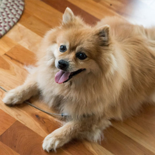 How should I care for my dog or cat's coat during shedding season?