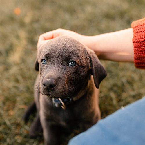 Let's get to know the different types of pets