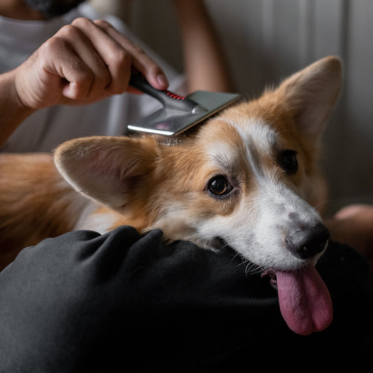 Why do you need to brush your dog?