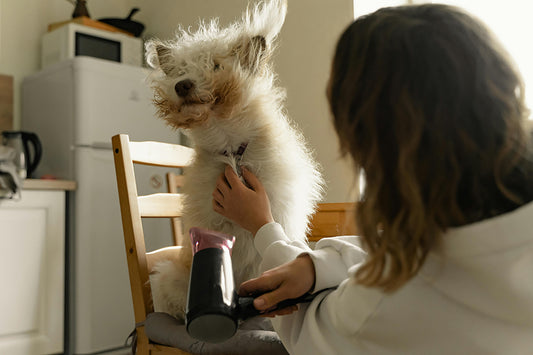 After bathing my cat or dog, what is the best way to dry their wet fur?