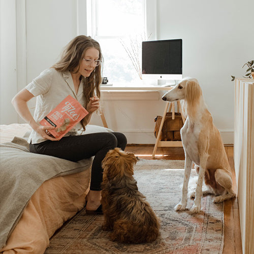 5 Behavior Modification Methods to Address Problem Behaviors in Dogs