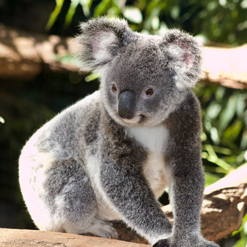 The characteristics of koalas and their food and habitat