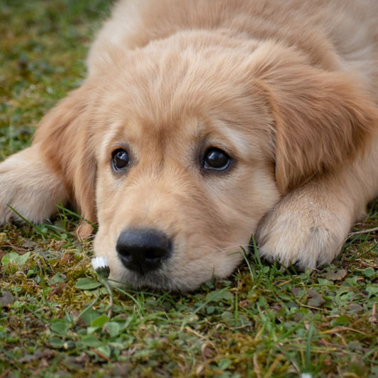 Causes and Solutions for Puppy Coprophagia