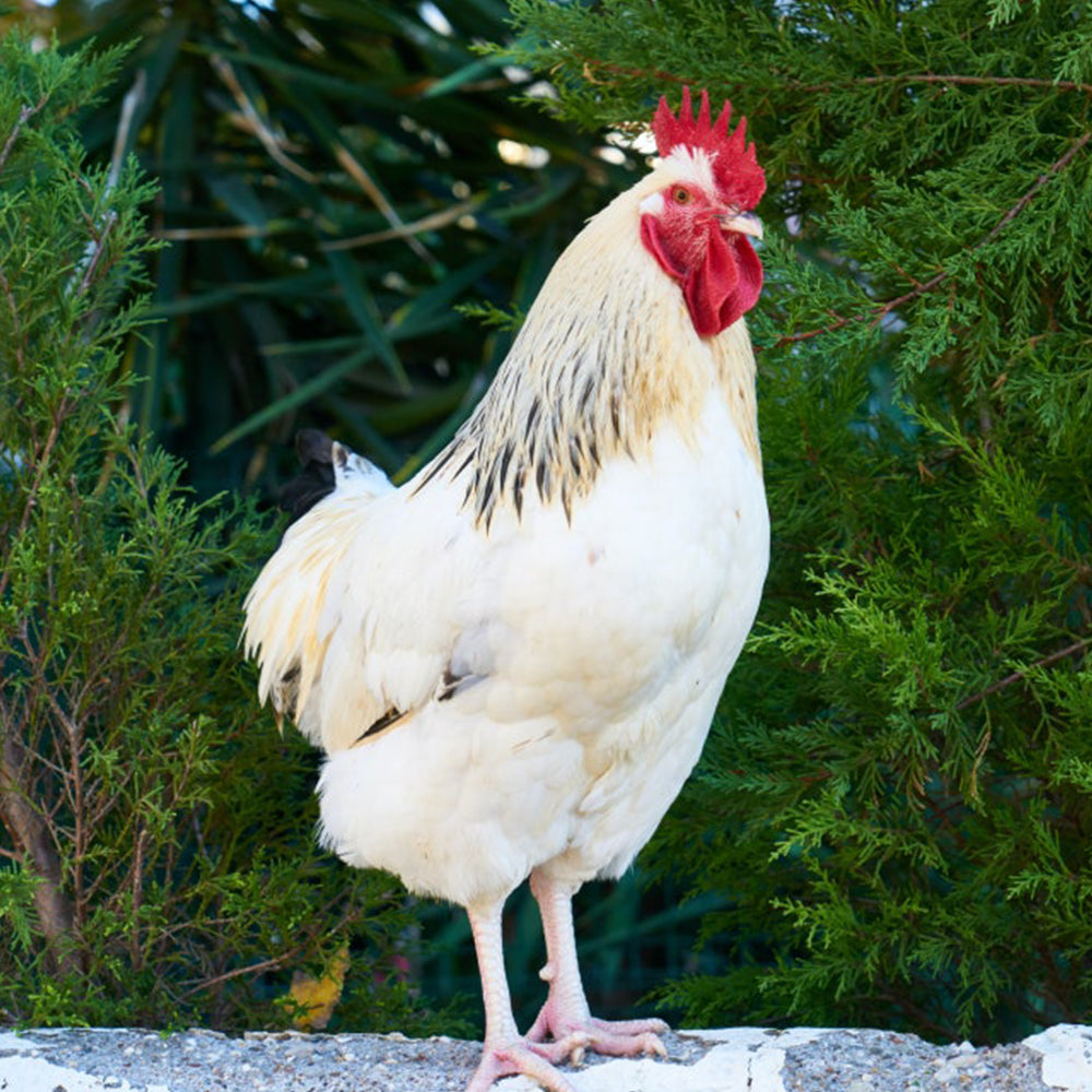 Characteristics of chickens, how to raise them, and precautions