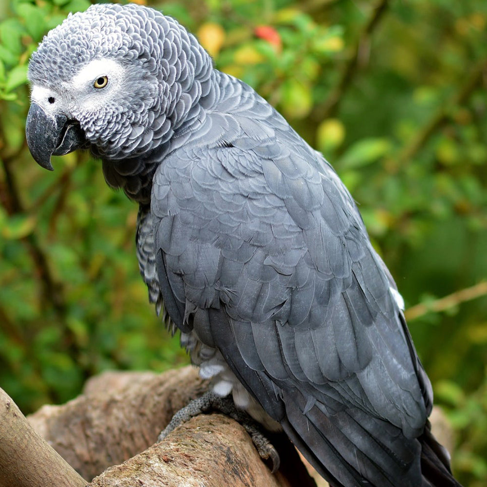 About the grey parrot