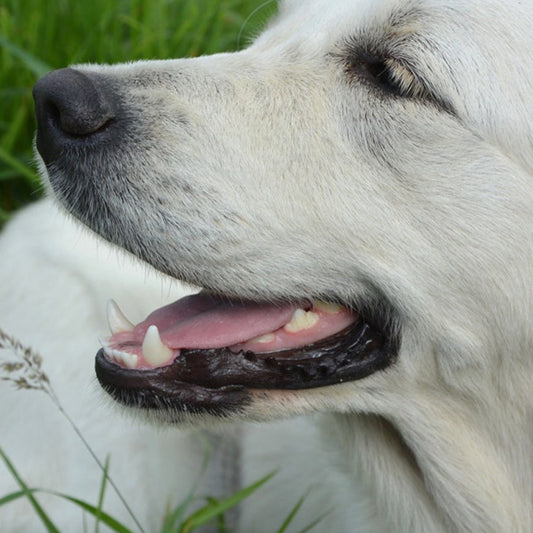 How to take care of a dog's teeth(and Food management and brushing methods for dogs)