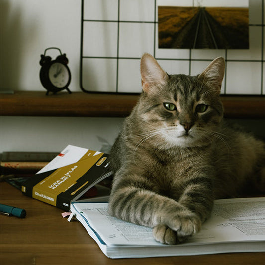 Cat's furry personality