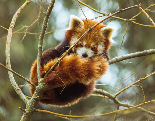 Characteristics of Red Panda, Food, Habitat, and Breeding