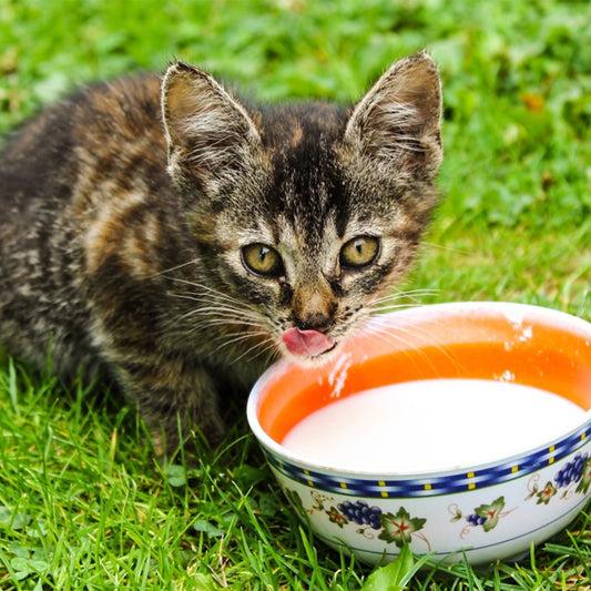 Food that cats should avoid