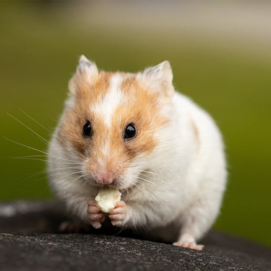 How to raise a hamster and precautions