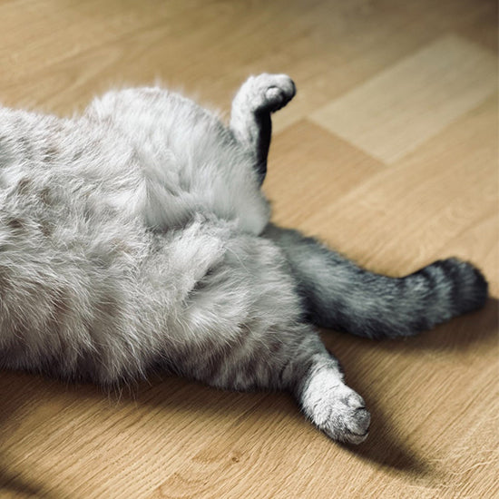 What do cats hate to do?