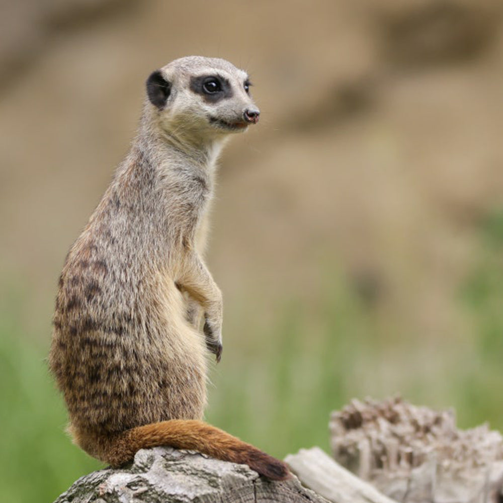 Characteristics of meerkats, how to raise them, and precautions