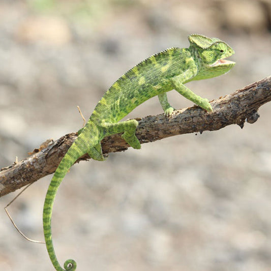 The characteristics of chameleons, food, and how to raise them (feat. How to change the color of the body, the reason for changing the color of the body)