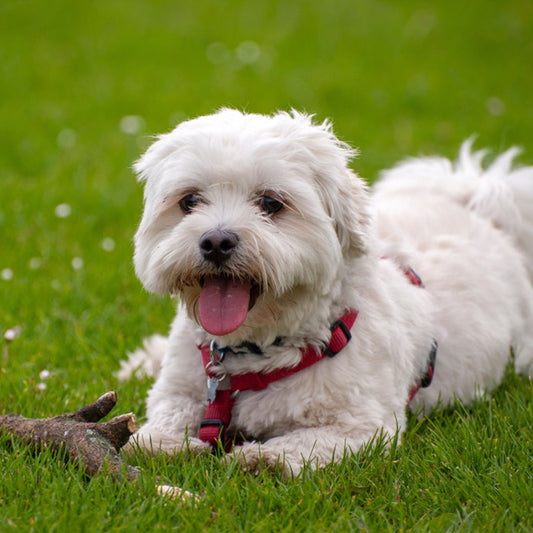 Why Dogs and Cats Eat Grass